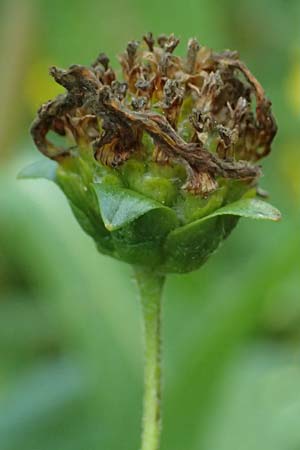 Guizotia abyssinica \ Ramtillkraut, Nigersaat / Niger, Gingelli, D Kehl 1.10.2021