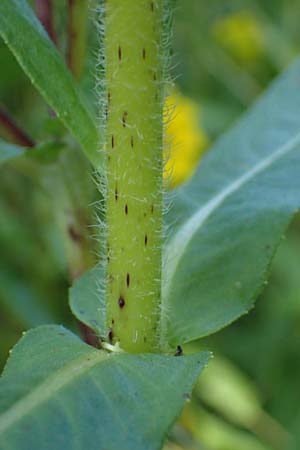 Guizotia abyssinica \ Ramtillkraut, Nigersaat / Niger, Gingelli, D Kehl 1.10.2021