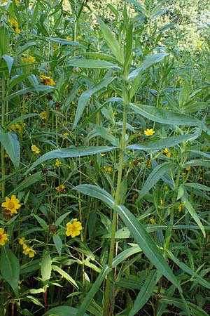 Guizotia abyssinica \ Ramtillkraut, Nigersaat / Niger, Gingelli, D Kehl 1.10.2021