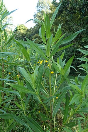 Guizotia abyssinica \ Ramtillkraut, Nigersaat, D Kehl 1.10.2021