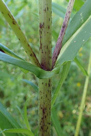 Guizotia abyssinica \ Ramtillkraut, Nigersaat / Niger, Gingelli, D Kehl 1.10.2021