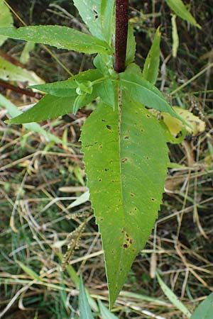 Guizotia abyssinica \ Ramtillkraut, Nigersaat / Niger, Gingelli, D Kehl 1.10.2021