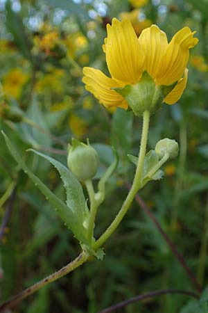 Guizotia abyssinica \ Ramtillkraut, Nigersaat / Niger, Gingelli, D Kehl 1.10.2021