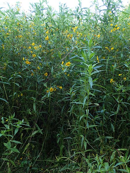 Guizotia abyssinica \ Ramtillkraut, Nigersaat, D Kehl 1.10.2021