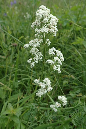 Galium boreale \ Nordisches Labkraut / Northern Bedstraw, D Hechingen 20.6.2015