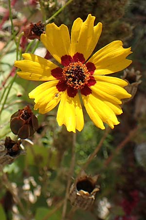 Coreopsis tinctoria \ Schngesicht, Mdchenauge / Plains Coreopsis, Garden Tickseed, D Mannheim 11.10.2018