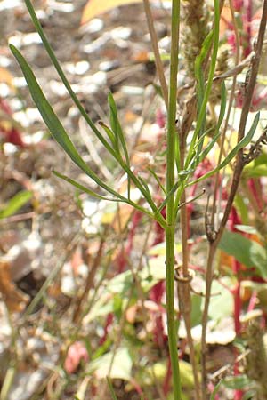 Coreopsis tinctoria \ Schngesicht, Mdchenauge, D Mannheim 11.10.2018