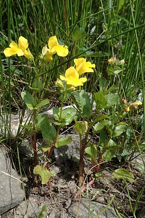 Mimulus guttatus / Monkey Flower, D Meinerzhagen 14.6.2019