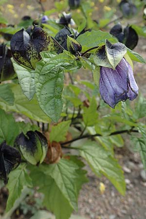 Nicandra physalodes \ Giftbeere, D Mannheim 11.10.2019