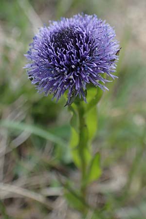 Globularia bisnagarica \ Gewhnliche Kugelblume, D Neuleiningen 15.5.2021