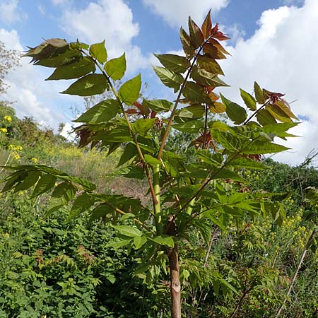 Ailanthus altissima \ Chinesischer Gtterbaum / Tree of Heaven, D Mannheim 19.5.2021