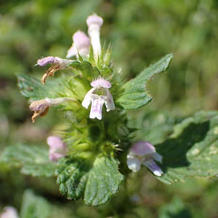 Galeopsis bifida \ Zweizipfeliger Hohlzahn, D Kaiserslautern 15.8.2021