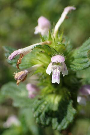 Galeopsis bifida \ Zweizipfeliger Hohlzahn, D Kaiserslautern 15.8.2021