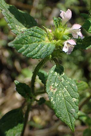 Galeopsis bifida \ Zweizipfeliger Hohlzahn, D Kaiserslautern 15.8.2021