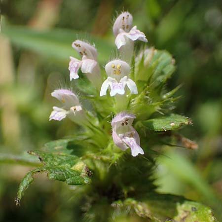 Galeopsis bifida \ Zweizipfeliger Hohlzahn / Bifid Hemp-Nettle, Lesser Hemp-Nettle, D Kaiserslautern 15.8.2021