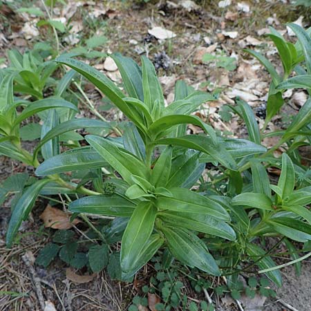 Gentiana cruciata / Cross-Leaved Gentian, D Mannheim 11.6.2021