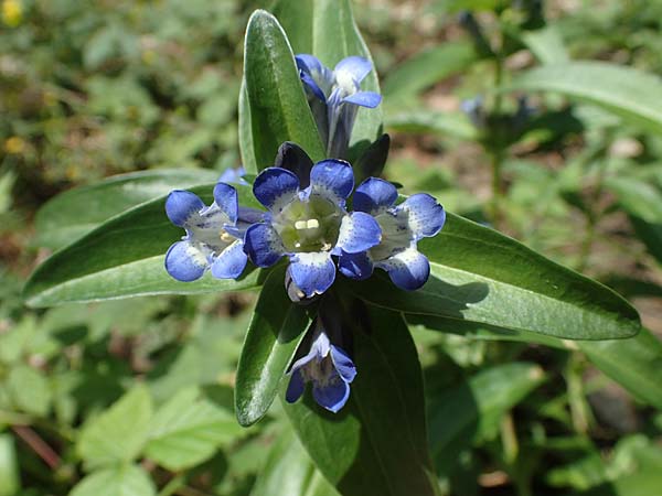 Gentiana cruciata \ Kreuz-Enzian / Cross-Leaved Gentian, D Mannheim 10.7.2021