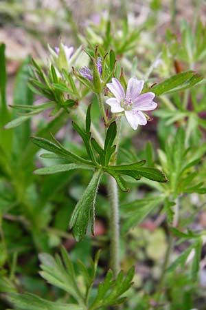 Geranium dissectum \ Schlitzblttriger Storchschnabel / Cut-Leaved Crane's-Bill, D Östringen-Eichelberg 30.4.2015