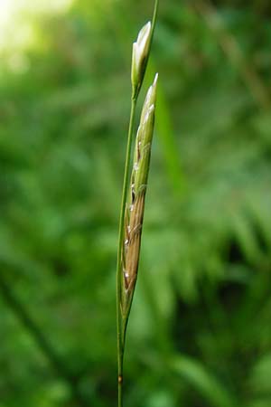 Glyceria notata \ Falt-Schwaden / Marked Glyceria, Plicate Sweet-Grass, D Schwarzwald/Black-Forest, Kniebis 5.8.2015