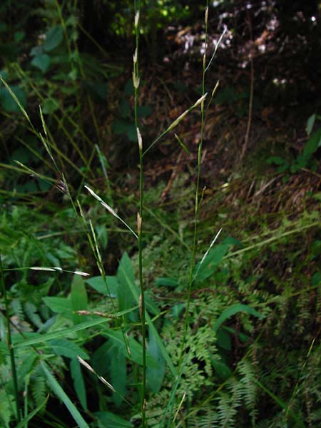 Glyceria notata \ Falt-Schwaden, D Schwarzwald, Kniebis 5.8.2015