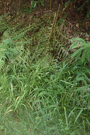 Glyceria notata \ Falt-Schwaden, D Schwarzwald, Kniebis 5.8.2015