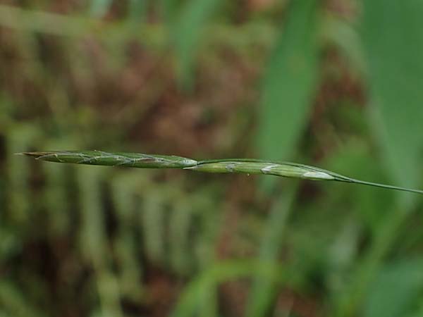 Glyceria notata \ Falt-Schwaden, D Schwarzwald, Kniebis 5.8.2015