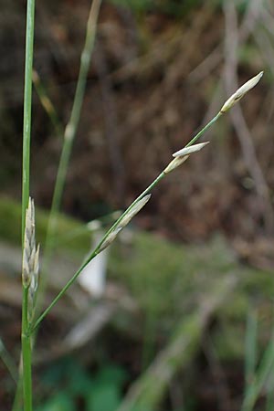 Glyceria declinata \ Blaugrner Schwaden / Small Sweet Grass, D Schwarzwald/Black-Forest, Wild-Renchtal 7.8.2015