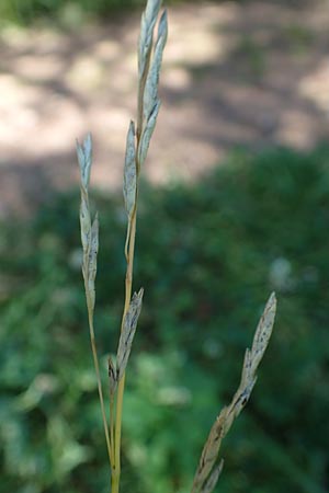 Glyceria declinata \ Blaugrner Schwaden / Small Sweet Grass, D Schwarzwald/Black-Forest, Wild-Renchtal 7.8.2015