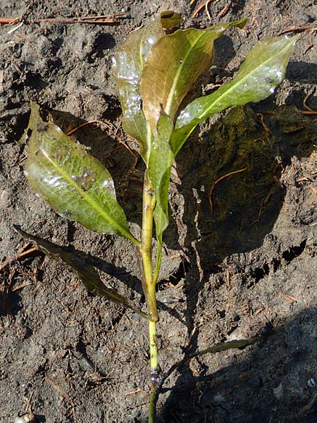 Potamogeton lucens \ Glnzendes Laichkraut / Shining Pontweed, D Groß-Gerau 21.9.2015