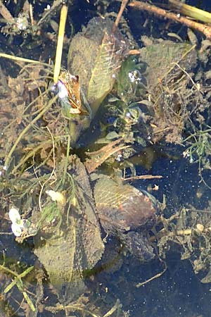 Potamogeton lucens \ Glnzendes Laichkraut / Shining Pontweed, D Groß-Gerau 21.9.2015