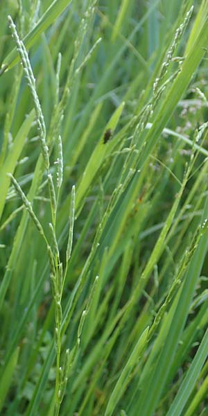 Glyceria declinata \ Blaugrner Schwaden / Small Sweet Grass, D Schwarzwald/Black-Forest, Alpirsbach 9.6.2016