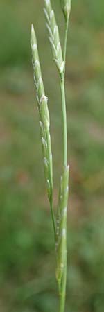 Glyceria declinata \ Blaugrner Schwaden / Small Sweet Grass, D Wald-Erlenbach 30.7.2016