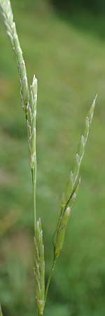 Glyceria declinata \ Blaugrner Schwaden / Small Sweet Grass, D Wald-Erlenbach 30.7.2016