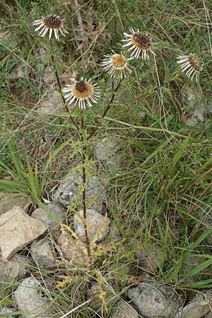 Carlina vulgaris \ Golddistel / Carline Thistle, D Grünstadt-Asselheim 26.8.2021