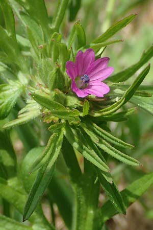 Geranium dissectum \ Schlitzblttriger Storchschnabel, D Höpfingen 20.5.2023