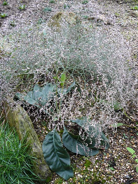 Goniolimon elatum / Tall Sea Lavender, D Botan. Gar.  Universit.  Mainz 13.9.2008