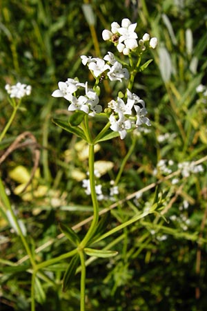 Galium palustre agg. / Common Marsh Bedstraw, D Leutkirch 10.7.2015