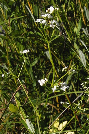 Galium palustre agg. / Common Marsh Bedstraw, D Leutkirch 10.7.2015