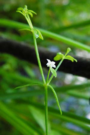 Galium palustre agg. / Common Marsh Bedstraw, D Black-Forest, Kniebis 5.8.2015