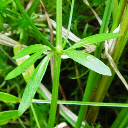 Galium palustre agg. \ Sumpf-Labkraut / Common Marsh Bedstraw, D Schwarzwald/Black-Forest, Kniebis 5.8.2015