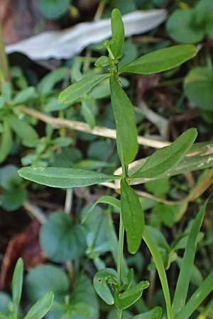 Galium elongatum \ Hohes Sumpf-Labkraut / Great Marsh Bedstraw, D Mannheim 27.9.2015