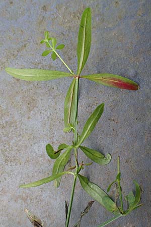 Galium elongatum \ Hohes Sumpf-Labkraut / Great Marsh Bedstraw, D Mannheim 27.9.2015