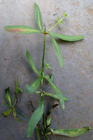 Galium elongatum \ Hohes Sumpf-Labkraut, D Mannheim 27.9.2015