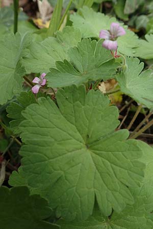 Geranium rotundifolium / Round-Leaved Crane's-Bill, D Weinheim an der Bergstraße 29.4.2019