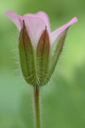 Geranium rotundifolium \ Rundblttriger Storchschnabel, D Weinheim an der Bergstraße 29.4.2019