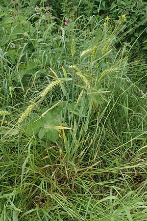 Hordeum vulgare \ Brau-Gerste, Mehrzeilige Gerste / Six-Rowed Barley, D Aachen-Orsbach 13.6.2019