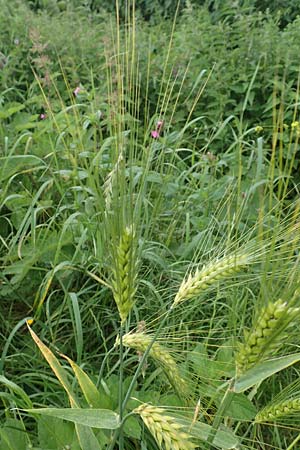 Hordeum vulgare \ Brau-Gerste, Mehrzeilige Gerste / Six-Rowed Barley, D Aachen-Orsbach 13.6.2019