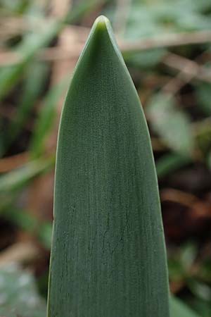 Galanthus elwesii / Giant Snowdrop, D Mannheim 3.2.2022