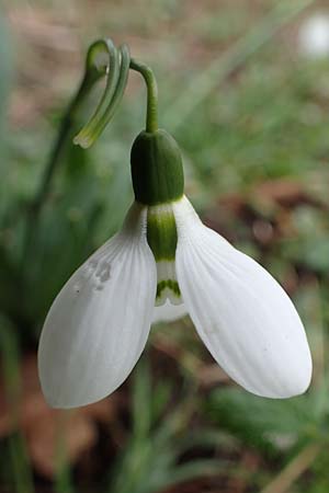 Galanthus elwesii \ Trkisches Schneeglckchen, Groes Schneeglckchen / Giant Snowdrop, D Mannheim 3.2.2022