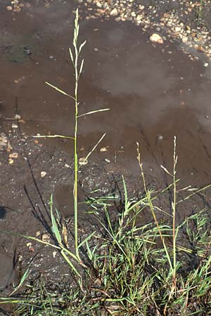 Glyceria declinata \ Blaugrner Schwaden / Small Sweet Grass, D Pfronten 28.6.2016